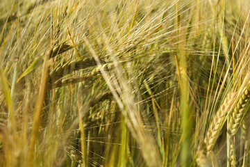 Yellow barley field on a sunny summer day