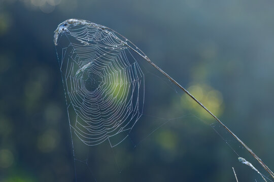 close upe spider web hanging on a stalk, spider web in the foreground, green circles of light in the background, white threads hanging on a plant, trap of a spider for insects, aranea