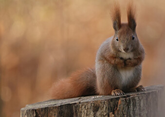 squirrel in the park © Klimczak-Krajewska