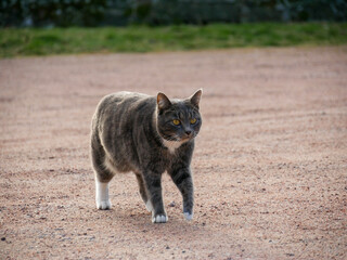 Cat walking around exploring outdoors. Curious cat in nature. Animal portrait.