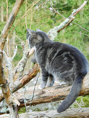 Cute cat climbing a tree. 