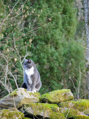 Cute cat sitting on a stone wall made of big stones covered in moss. Cat exploring nature. Cat portrait in nature.