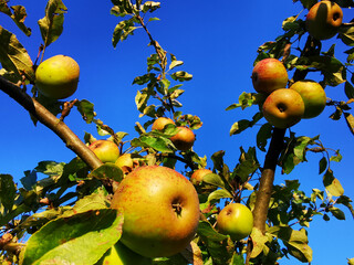 The old apple tree bears an abundance of apples