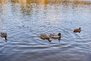 Ducks swim in the lake river many of them autumn sunny weather