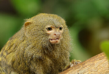 Pygmy marmoset © Klimczak-Krajewska
