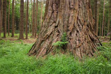 A tree in the forest background 