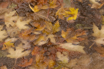 frozen leaves