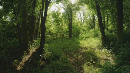 Obraz premium Panoramic View of a Lush Green Forest in Summer Ultra