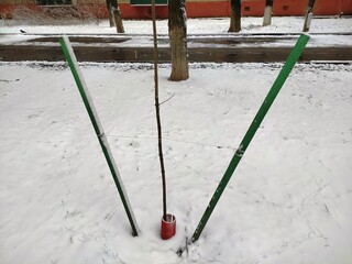 Limiter around the tree to prevent damage in the city park. The cord supports tree trunk for proper...
