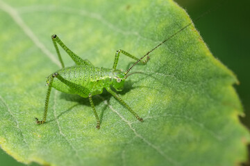 Closeup on a juvenile nymph speckled bush cricket, Leptophyes punctatissima