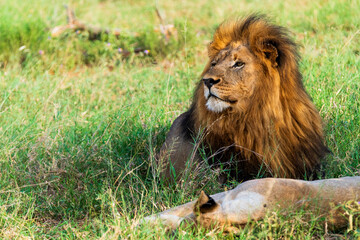 Obraz premium portrait of a male lion