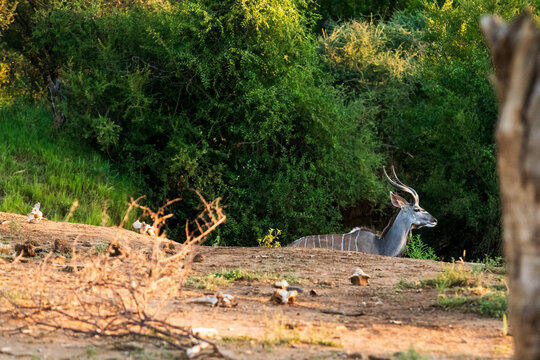 antilope in the wild