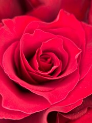 red rose close up