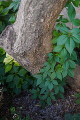 tree bark and leaves