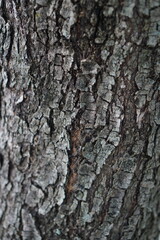 bark of a tree