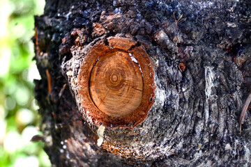 TRONCO DE ÁRBOL VIEJO AÑO VEJEZ ARRUGLAS PLIEGUES LA VIDA PASA