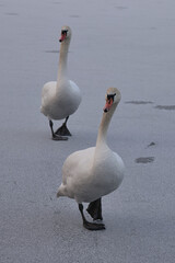 two swans are walking on the ice © Klimczak-Krajewska
