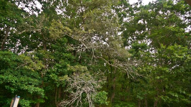 Very strong winds, from the approach of a severe thunderstorm, violently shake trees while blowing off small branches and leaves.