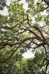 A view of sprawling tree branches forming a lush green canopy
