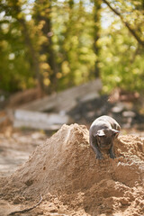 Dog digging in the sand playing in summer