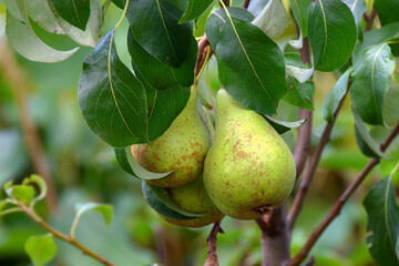Close-up of organic ripe pears on a branch in the garden