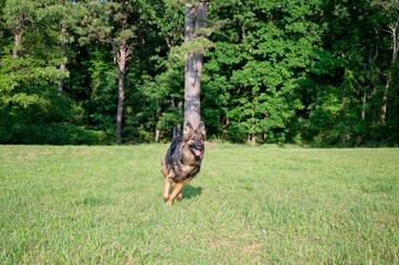 A happy German Shepherd runs across a grassy field in nature