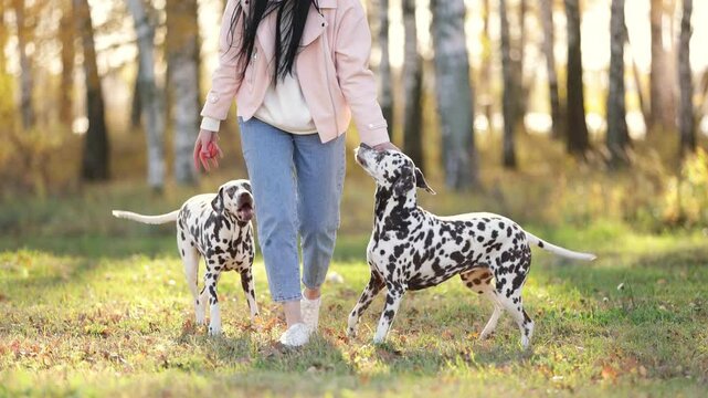 girl walking in the park and playing with two dalmatians. The owner and her dogs