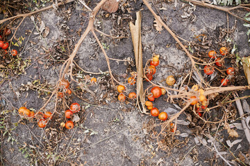 Autumn tomato on the bush is not harvested, gray and orange colors