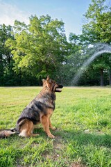 A German Shepherd enjoys a refreshing spray of water in a grassy park