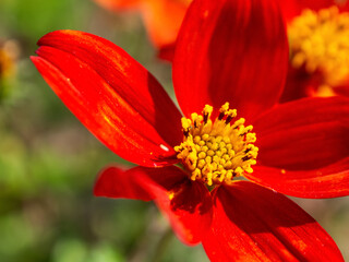 Macro photography of bright colors filled with rich shades that emphasize their beauty and the unique texture of the petals.