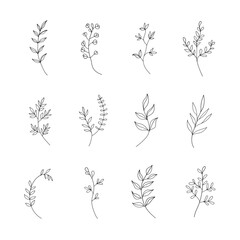 A collection of simple botanical illustrations with minimalistic leaves and floral elements. Ideal for modern logos, branding, packaging, and invitations.