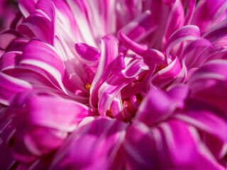 Macro photography of bright colors filled with rich shades that emphasize their beauty and the unique texture of the petals.