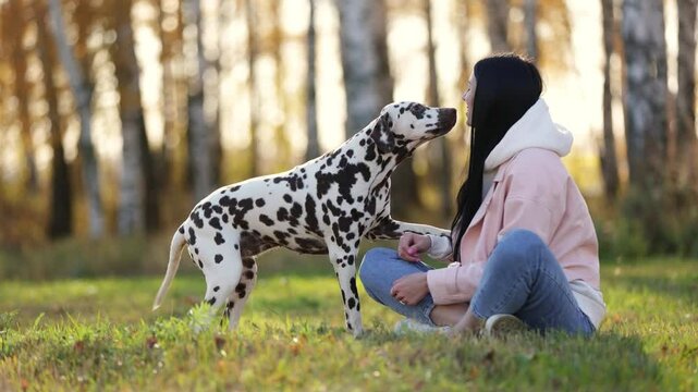 Beautiful attractive girl sit in grass with a Dalmatian dog pet dog in park. Young woman with dog in gold fall forest