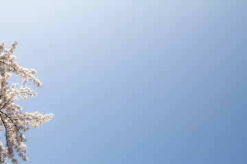 A beautiful sakura (cherry blossom) tree in full bloom against a bright blue sky. The composition leaves space for text, making it perfect for springtime marketing, greeting cards.