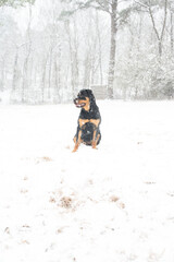 Rottweiler sitting in a snowy landscape during active snowfall