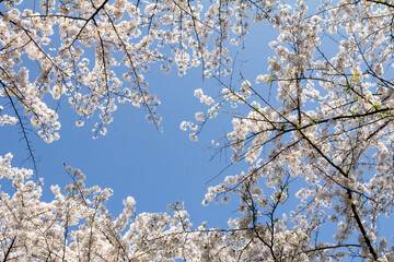 A beautiful sakura (cherry blossom) tree in full bloom against a bright blue sky. The composition leaves space for text, making it perfect for springtime marketing, greeting cards.