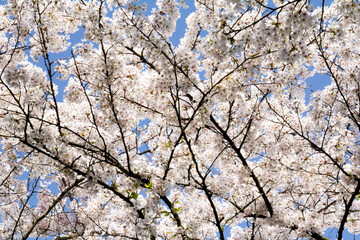 A stunning close-up shot of delicate cherry blossoms (sakura) in full bloom. 