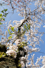 A stunning close-up shot of delicate cherry blossoms (sakura) in full bloom. 