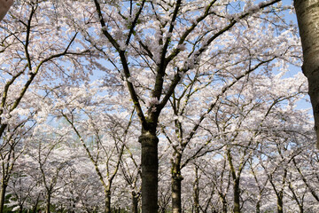 A stunning close-up shot of delicate cherry blossoms (sakura) in full bloom. 
