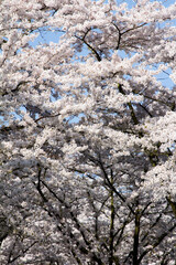 A stunning close-up shot of delicate cherry blossoms (sakura) in full bloom. 