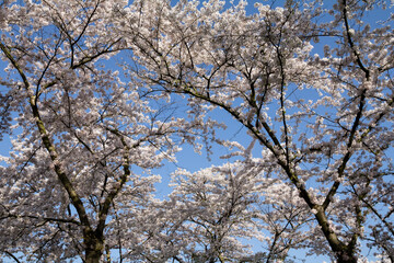 A stunning close-up shot of delicate cherry blossoms (sakura) in full bloom. 
