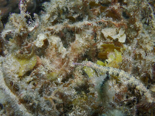 Close-up of a Messmate pipefish (Corythoichthys intestinalis) swimming over coral reefs in Bawean Island, Indonesia.