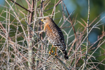 A Red-shouldered Hawk blends into the branches of a bare tree on a sunny afternoon.