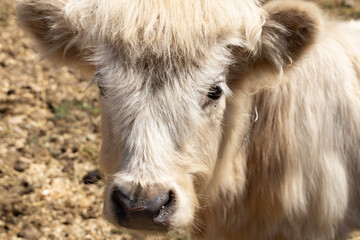 Tan colored mini cow close-up