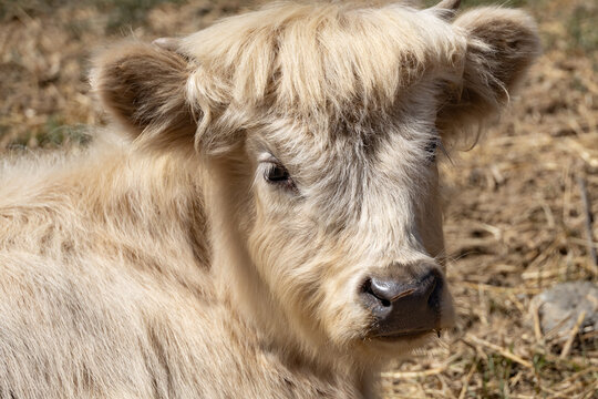 Tan colored mini cow close-up