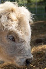 Fototapeta premium Tan colored mini cow close-up