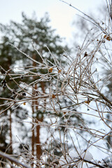 snow covered branches