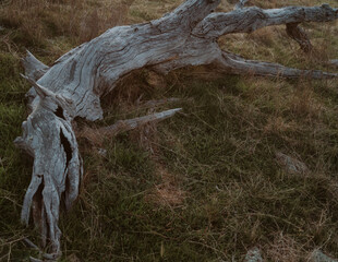 Dead tree in Canberra