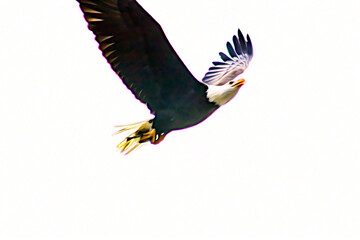 Bald Eagle Flying Freely w/ His Head up as He Gains Elevation w/ a Wide Wingspan (filtered photo) - white background with Space for Text, Message, or advertisement w/ Texture