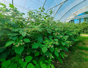 a greenhouse full of green raspberry plants